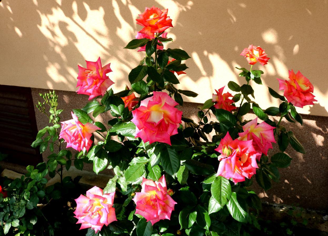 Lucija Apartament
